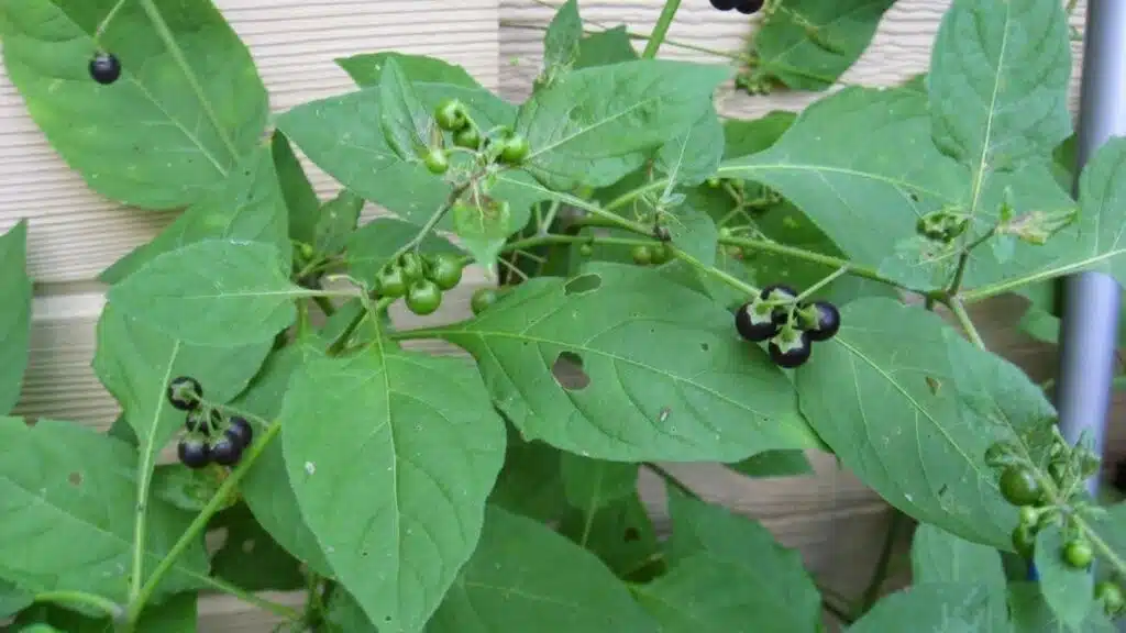 علف هرز تاجریزی سیاه (Eastern black night shade)
