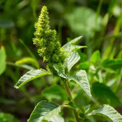 علف هرز تاج خروس ریشه قرمز ( Pigweed, red-root)