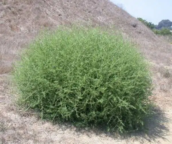 علف هرز  علف شور ( Russian thistle)