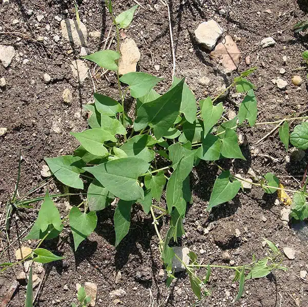 علف هرز هفت بند پیچکی ( Wild buckwheat)