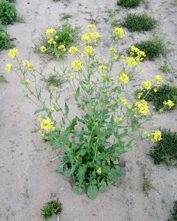 علف هرز  خردل وحشی (Wild mustard)
