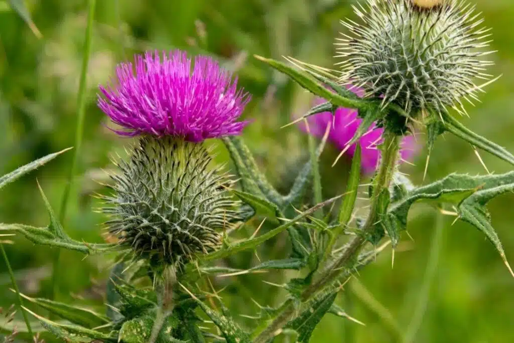 علف هرز خارلته یا کنگر صحرایی ( Canada thistle)