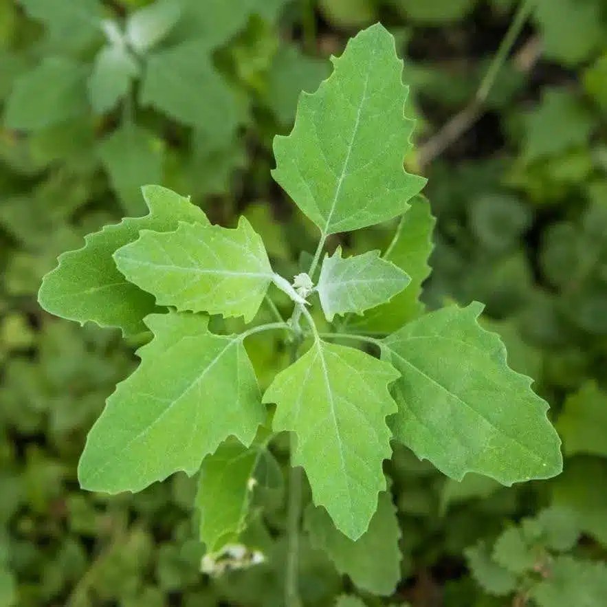 علف هرز سلمه تره یا سلمک ( Common Lambsquarters)