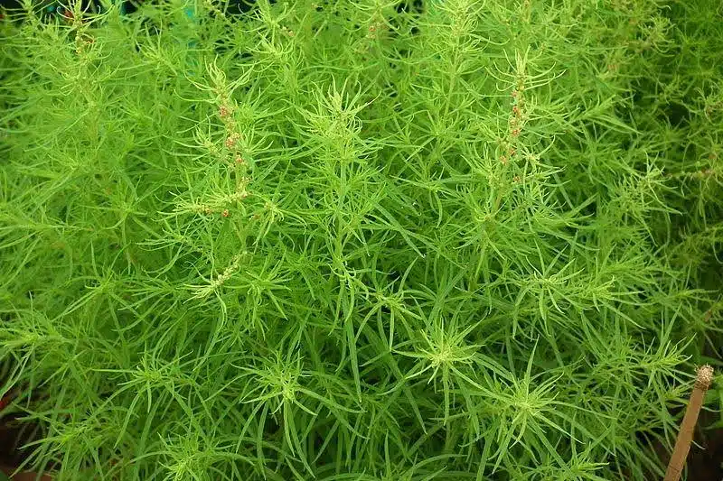 علف هرز کوشیا یا علف جارو (Kochia)